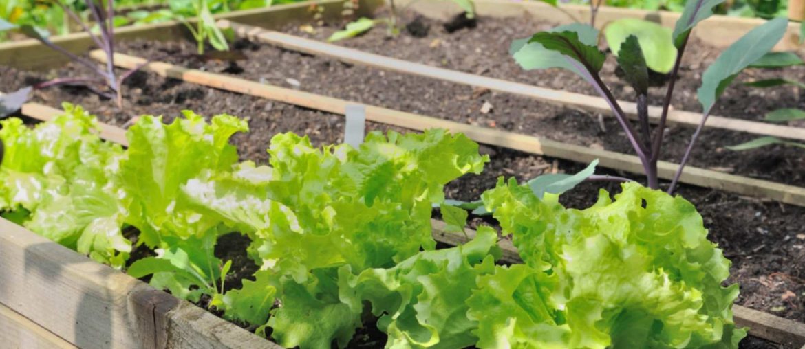 13 Best Raised Garden Beds l Grow Your Own Vegetables