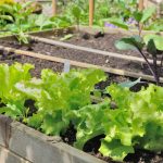13 Best Raised Garden Beds l Grow Your Own Vegetables