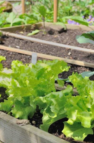 13 Best Raised Garden Beds l Grow Your Own Vegetables