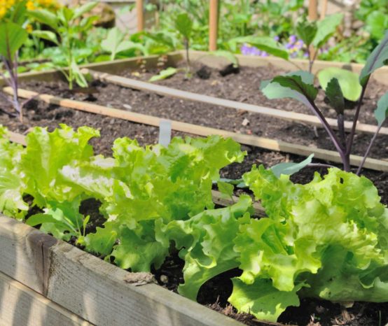 13 Best Raised Garden Beds l Grow Your Own Vegetables