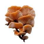 Imagine harvesting fresh, gourmet mushrooms right from your own kitchen with hardly any effort? That’s exactly what the best mushroom growing kits are designed to offer.