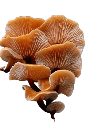 8 Best Mushroom Growing Kits