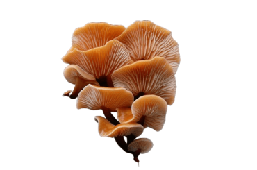 Imagine harvesting fresh, gourmet mushrooms right from your own kitchen with hardly any effort? That’s exactly what the best mushroom growing kits are designed to offer.