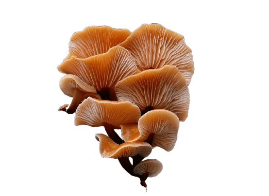 8 Best Mushroom Growing Kits